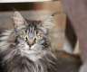 Maine Coon Katzen zu verkaufen